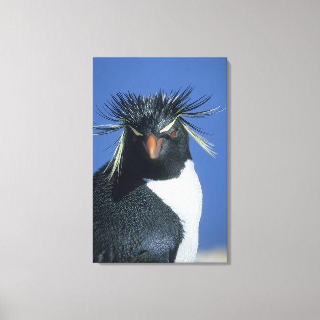 Lienzo Pingüino saltarrocas (Eudyptes chrysocome) (Anverso)