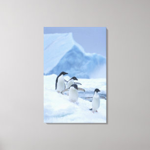 Lienzo Pingüinos Adelia (Pygoscelis adeliae) sobre hielo,