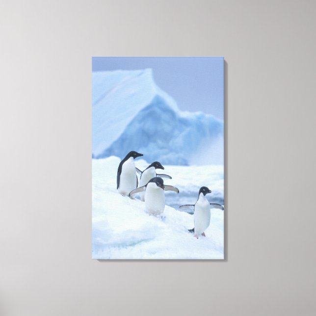 Lienzo Pingüinos Adelia (Pygoscelis adeliae) sobre hielo, (Anverso)