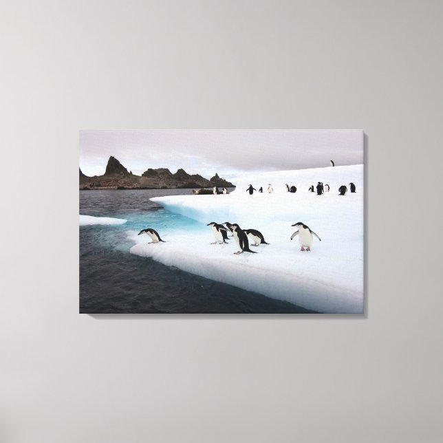 Lienzo Pingüinos de Barbilla (Anverso)
