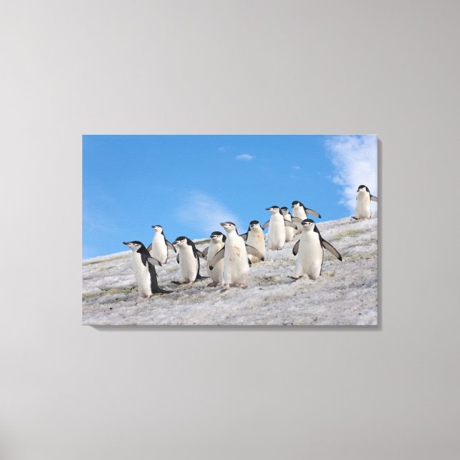 Lienzo Pingüinos de la Antártida | Pygoscelis Antarctica (Anverso)