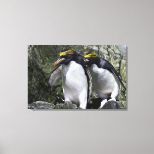 Lienzo Pingüinos de los macarrones, Georgia del sur