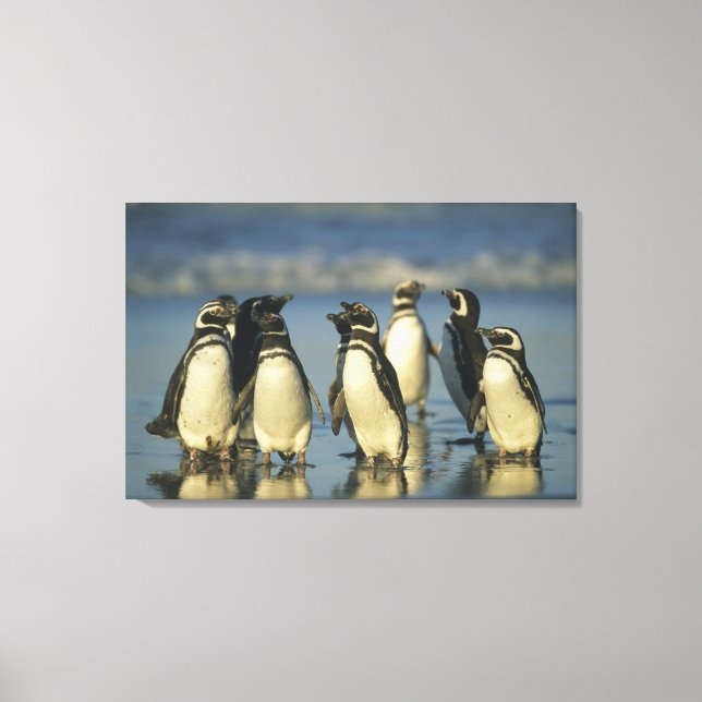 Lienzo Pingüinos de Magallanes, Spheniscus (Anverso)