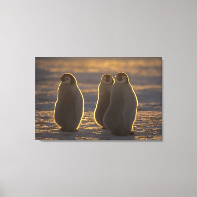 Lienzo Pingüinos Emperadores (Anverso)