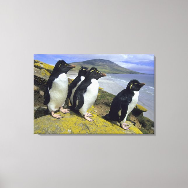 Lienzo Pingüinos saltarrocas, (Eudyptes chrysocome), (Anverso)