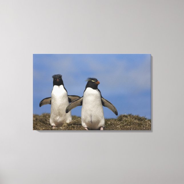 Lienzo Pingüinos saltarrocas Eudyptes chrysocome (Anverso)