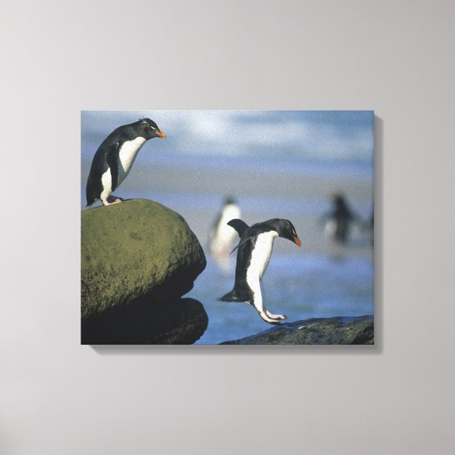 Lienzo Pingüinos saltarrocas, Eudyptes chrysocome), (Anverso)