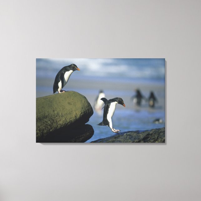 Lienzo Pingüinos saltarrocas, Eudyptes chrysocome), (Anverso)