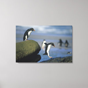 Lienzo Pingüinos saltarrocas, Eudyptes chrysocome),