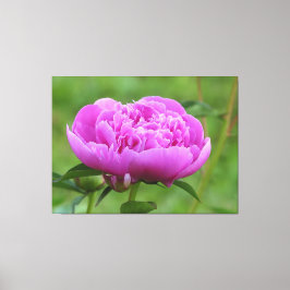 Lienzo Pink Peony