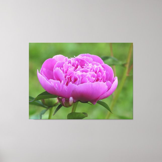 Lienzo Pink Peony (Anverso)