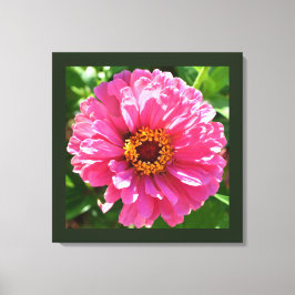 Lienzo Pink Zinnia