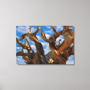 Lienzo Pino Bristlecone