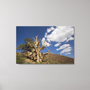Lienzo Pino Bristlecone en el bosque antiguo de Bristleco