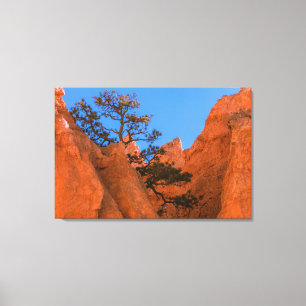 Lienzo Pino en Hoodoos 