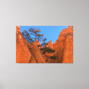 Lienzo Pino en Hoodoos