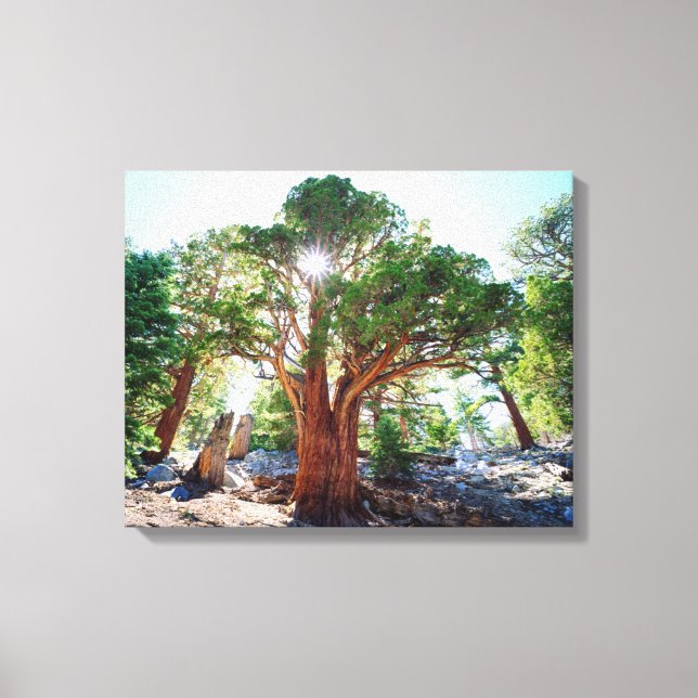 Lienzo Pino Juniper de crecimiento antiguo en las Sierras (Anverso)