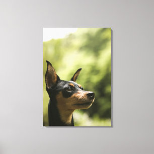 Lienzo Pinscher miniatura (Minuto-Pin) 2
