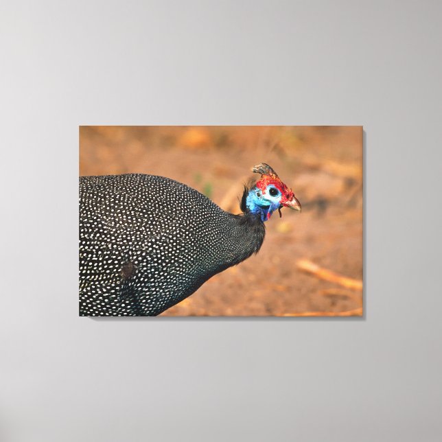 Lienzo Pintada común (Numida meleagris). África, (Anverso)