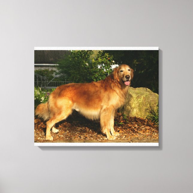 Lienzo Pintado de Golden Retriever (Anverso)