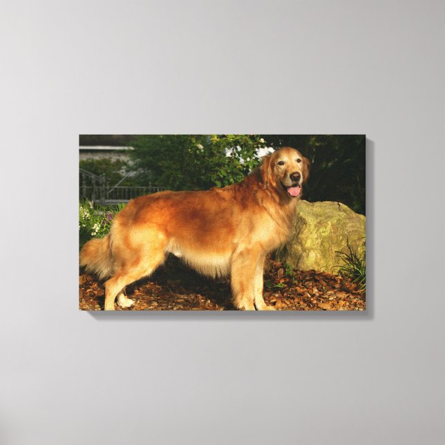 Lienzo Pintado de Golden Retriever (Anverso)