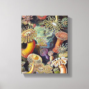 Lienzo Pintado de vida haeckel Sea Anemone Ocean Life