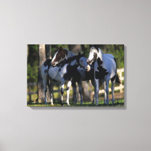 Lienzo Pinte los caballos