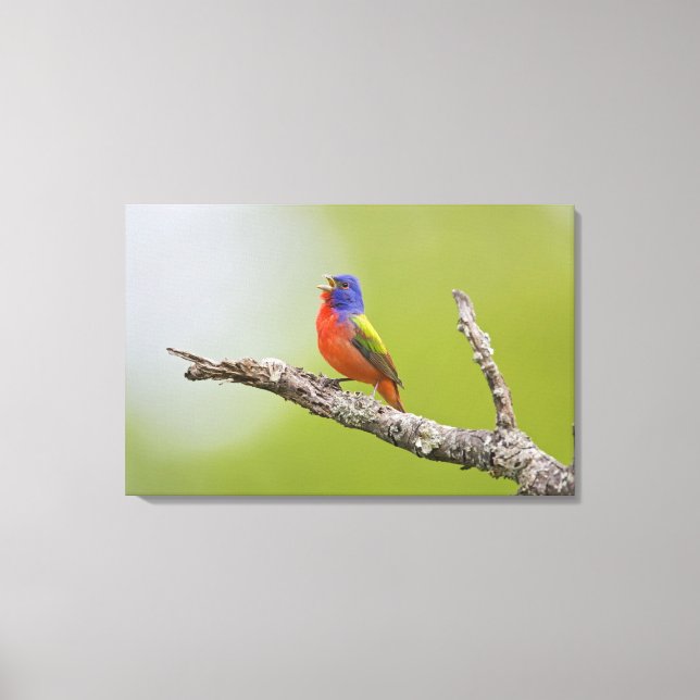 Lienzo Pintor (Passerina ciris) macho cantando (Anverso)