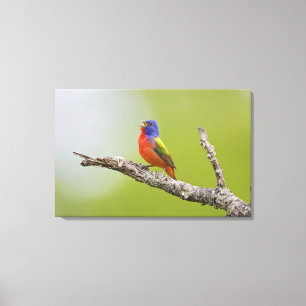 Lienzo Pintor (Passerina ciris) macho cantando