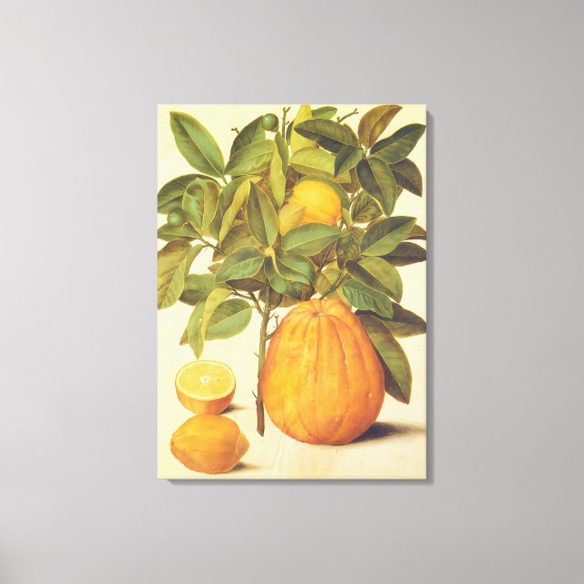 Lienzo Pintura botánica de limón y pomelo vintage (Anverso)