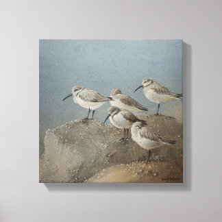 Lienzo Pintura de Ezartesa: Sanderlings en reposo #2