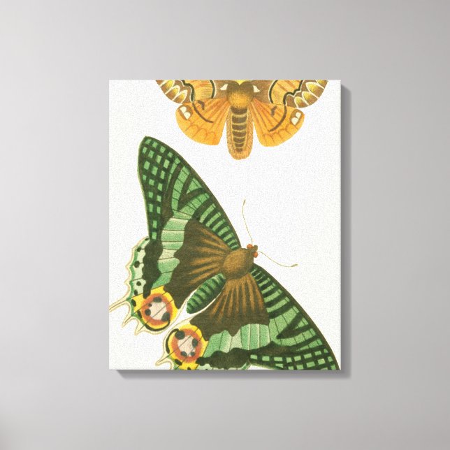 Lienzo Pintura de mariposa ligeramente bordeada (Anverso)