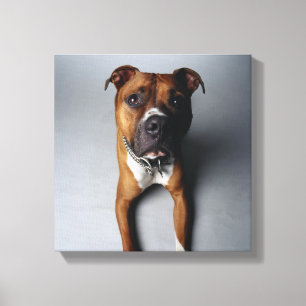 Lienzo Pitbull Terrier que se acuesta