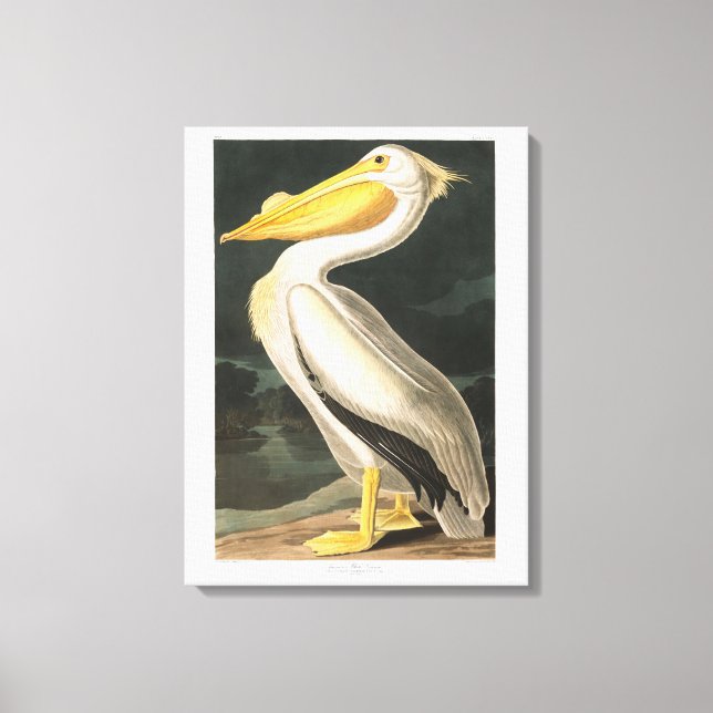 Lienzo Placa Audubon 311 Pelícano Blanco Estadounidense (Anverso)