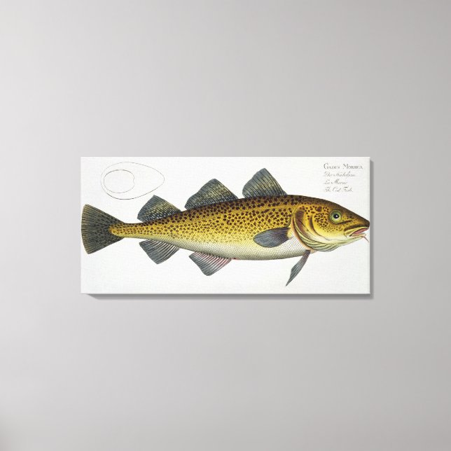 Lienzo Placa de bacalao (Gadus Morhua) LXIV de "Ichthyolo (Anverso)