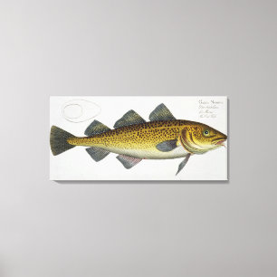 Lienzo Placa LXIV del bacalao (Gadus Morhua) de