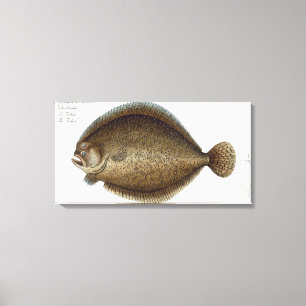 Lienzo Placa XLIX del rodaballo (Pleuronectes Maximus) de