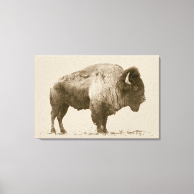 Lienzo Plains Bison (Anverso)