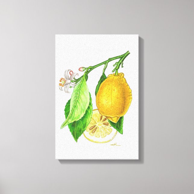Lienzo Planche botanique : citron « Limonier ferraris » (Anverso)
