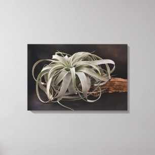 Lienzo Planta de aire Xerographica
