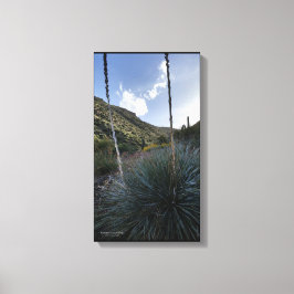 Lienzo Planta de sotol del suroeste del desierto Imagen p