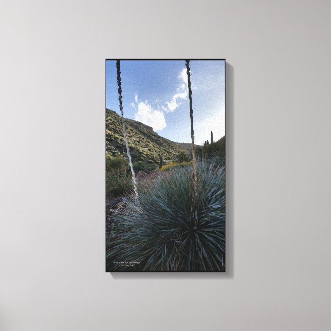 Lienzo Planta de sotol del suroeste del desierto Imagen p (Anverso)