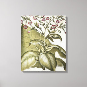 Lienzo Planta de tabaco, del "Hortus Eystettensis" por B