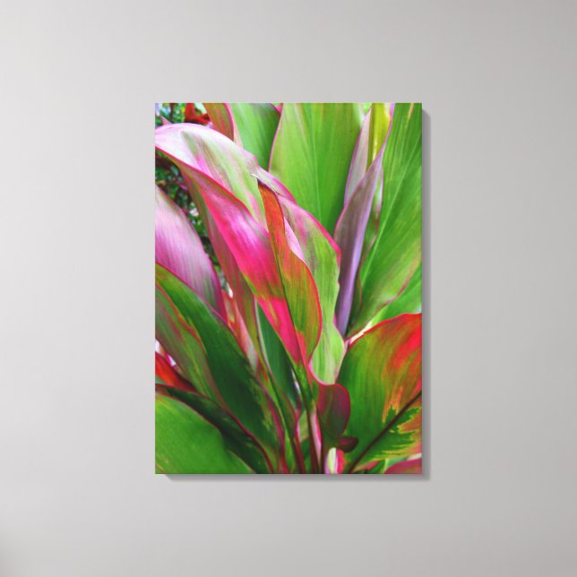 Lienzo Planta Hawaiian Ti (Anverso)