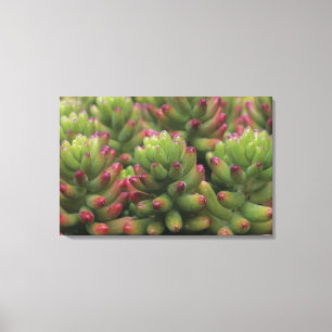 Lienzo planta Sedum, Museo del Desierto de Arizona-Sonora