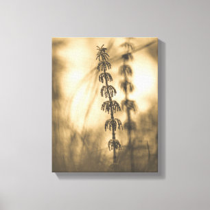 Lienzo Planta Sepia Horsetail