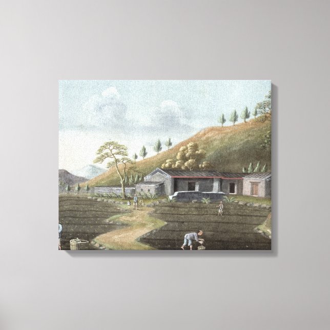 Lienzo Plantación de té (p/c sobre papel) (Anverso)