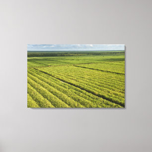 Lienzo Plantaciones de caña de azúcar, Guyana