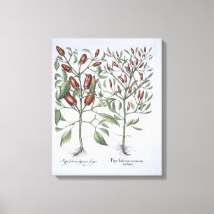 Lienzo Plantas de la pimienta de chiles, del 'Hortus