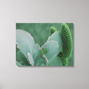 Lienzo Plantas del desierto